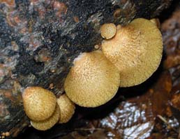 Crepidotus mollis caps.